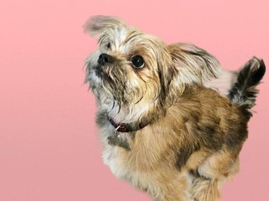 Pembe arka plandaki şirin kısa şortlu itaat komutasında oturmuş bekliyor..