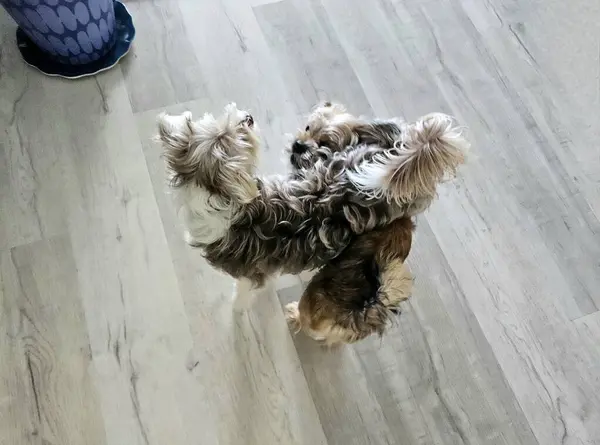 Evdeki ahşap zeminde güreşen iki küçük köpek..