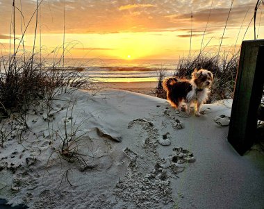 Florida sahilindeki kum tepelerinde yürüyen şirin köpek şortu yazın gündoğumunda.