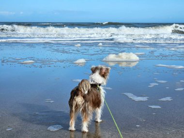 Florida 'da köpeği tasmayla gezdirirken.. 