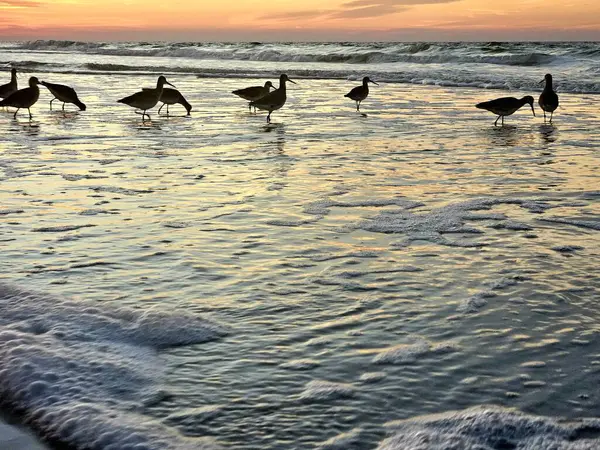 Kış mevsiminde Florida sahillerinde yürüyen kuşlar gibi siluetli kış kırlangıçları.. 