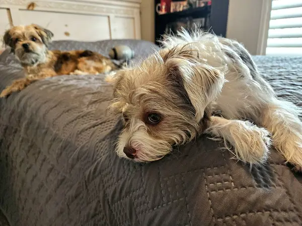 Şirin köpek yavruları yatakta birlikte uyumaya hazır. Evde yorgun ve tembeller..