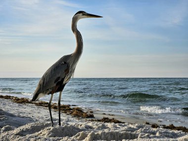 Büyük mavi balıkçıl, Florida sahilindeki kumlu sahilde Sentinel gibi okyanus ve deniz çimlerini izliyor..