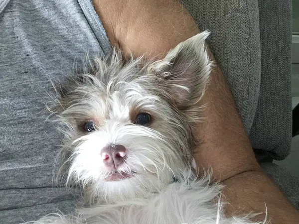 stock image Cute dog shorkie at home in owners lap taking a selfie with one ear trapped. 