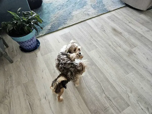 Florida 'daki apartman dairesinde lüks vinil zeminde güreşen sevimli küçük köpekler..