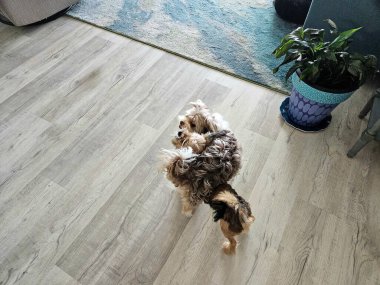 Shorkie yavruları evde lüks vinil döşemede güreşiyor, eğleniyorlar. .