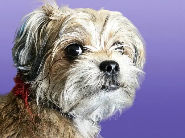 Mor arka planda duygularını gösteren sevimli kısa köpek portresi. 