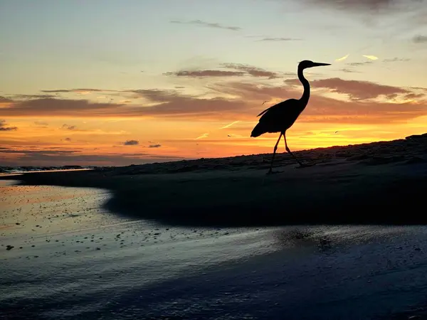 Siluetli büyük mavi balıkçıl Florida sahilinde sabahın erken saatlerinde gün doğumunda.