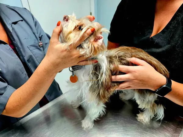 Doktorun muayenehanesinde veteriner teknisyeninin elinde tuttuğu tatlı köpek yavrusu.. 