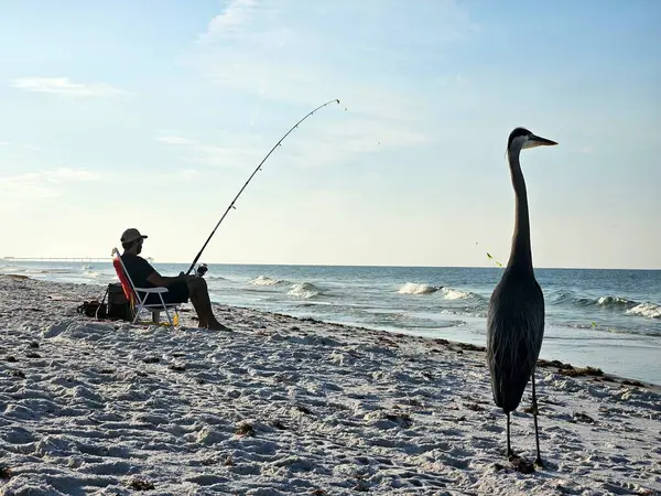 Florida sahilindeki büyük mavi balıkçıyı uyarın. Gevşemiş turist balıkçısının sabah rutinlerinde balık tutmasını bekleyin.. 