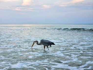 Büyük mavi balıkçıl Florida sahillerinde sabah erkenden denizden balık yakalıyor.. 