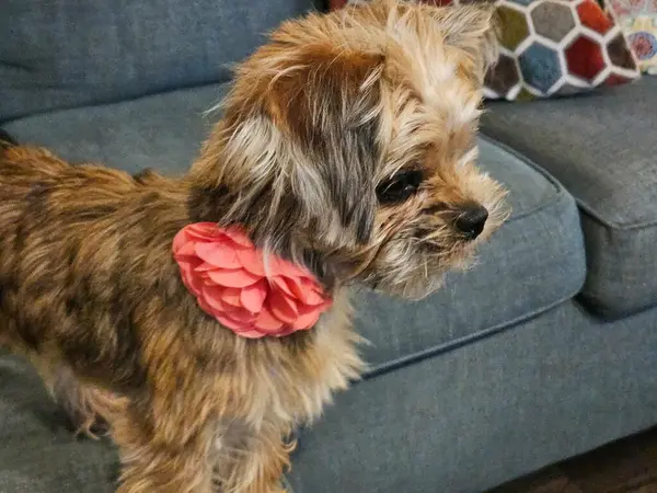 Evdeki kanepede oturmuş tüneğinden seyreden şirin bir köpek portresi..