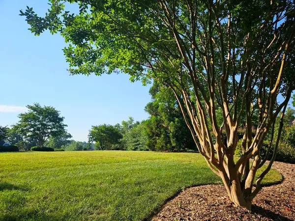 Aksan ağacı mersin otlağı yazın Kuzey Carolina 'da çimenli komşu manzarayı ön plana çıkarır. 