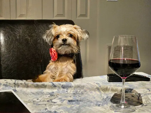 Yemek masasında elinde komik fotoğraflarda bir bardak kırmızı şarapla sevimli bir köpek.. 