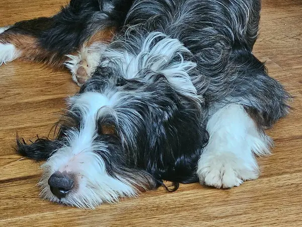 Tasarımcı evcil hayvan Bernedoodle uyku saatinde evdeki ahşap zeminde dinleniyor..