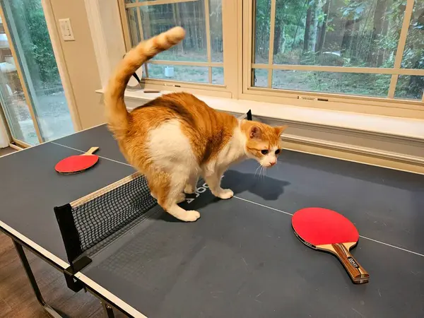 Bodrumdaki masa tenisi masasında pinpon raketine bakan meraklı bir kedi..