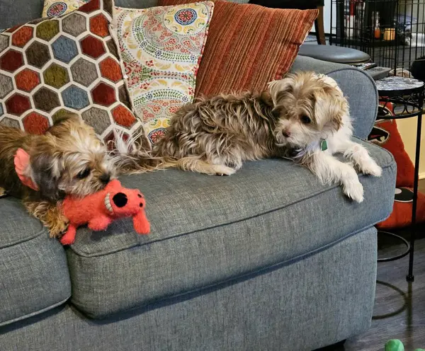 Shorkie köpeği oyuncağını koltuğa düşürür ve diğer köpeğin evde oynadığı oyuncağı ister..