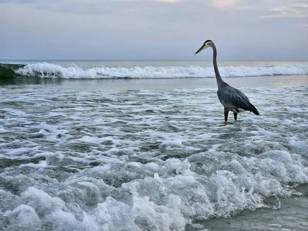 stock image Great blue heron stands in surf of Florida beach with ocean waves  hunting for fish in natural habitat. 