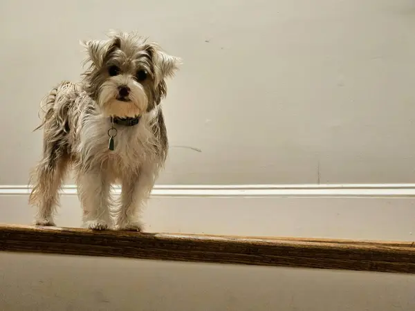 Merdivenlerden bodruma kadar sevimli bir köpek. Çok dikkatli ve bir sonraki adımı atmaya korkuyor..