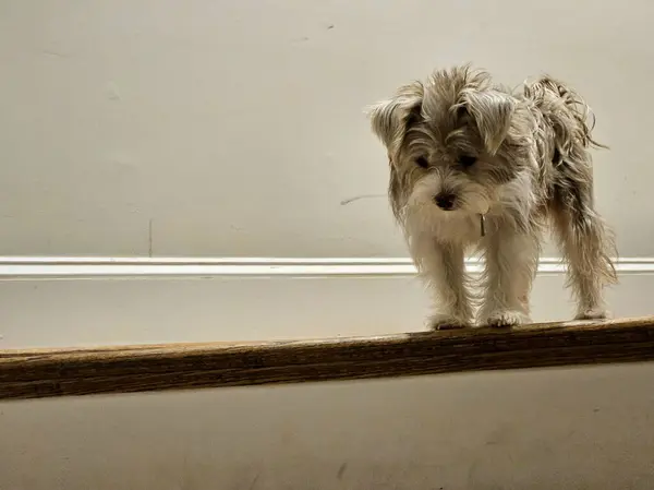 Bodruma inen merdivenlerdeki şirin köpek yavrusu eve gitmeye korkuyor..