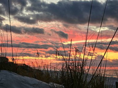 Florida 'daki kumsal sahnesi, gün doğumunda renkli gökyüzü, siluet içinde deniz yulafları.. 