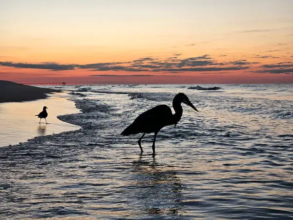 Siluetli büyük mavi balıkçıl ve martı Florida 'nın doğal ortamında deniz manzarasında sörf yapıyor.. 