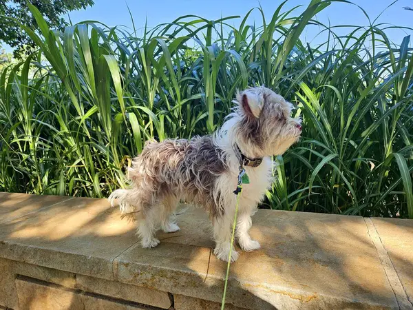 Lakeside Park 'taki taş duvardaki şirin köpek yeşil bitkilerin arka planında hazır.. 
