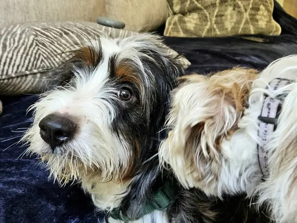 Büyük cins bernedoodle köpek yavrusu, küçük cins kısa köpek ile karşılaştığında yüzünde duygular belirir..