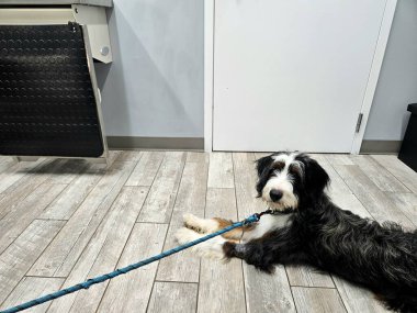 Muayene odasında yerde yatan büyük bir Bernedoodle cinsi. Sağlık hizmetleri veterinerini bekliyor.. 