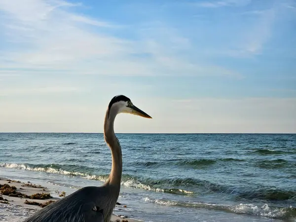 Florida körfezi kıyısındaki büyük mavi balıkçıl sabahın erken saatlerinde okyanuslarda balık izleri arıyor.. 