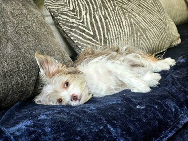 Tatlı ve şirin Yorkie, evdeki kanepede dinlenen ve ilgi bekleyen köpekleri karıştırıyor.. 