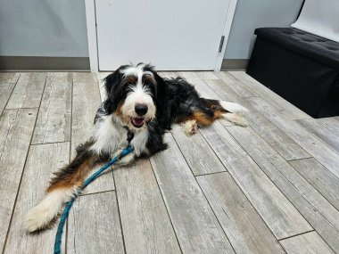 Büyük bernedoodle köpeği veteriner muayenehanesinde lamine seli üzerinde görülmeyi bekliyor..