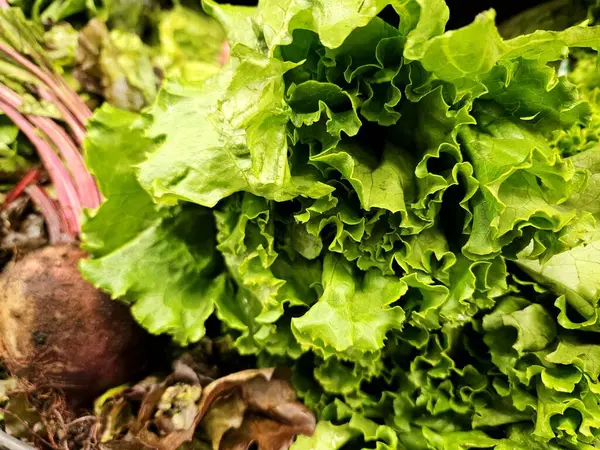 Tepedeki besin düzlüğü yeşil yapraklı marul ve lezzetli pancarlar markette sergileniyordu.. 