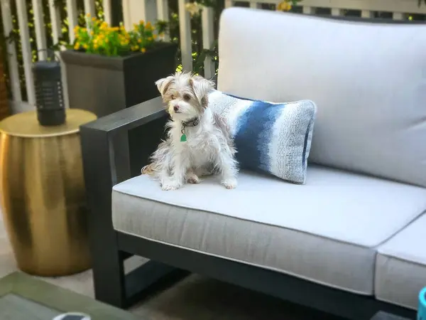 Dışarıda terasta oturan sevimli köpek yavrusu dışarıda mobilyalarda oynamaya hazır..