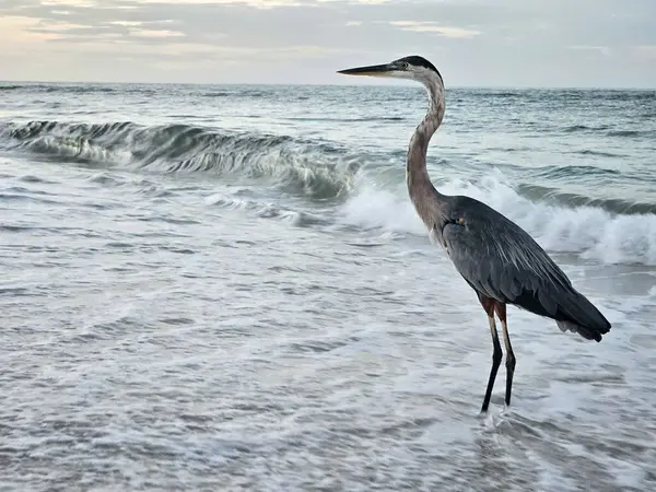 Büyük mavi balıkçıl, Florida sahilinde sörf yaparken doğal ortamında Sentinel gibi davranıyor.. 