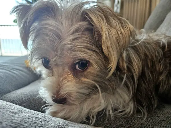 Evcil hayvan sahibine bakan şirin köpek yavrusu evde bir kanepede dinlenirken..