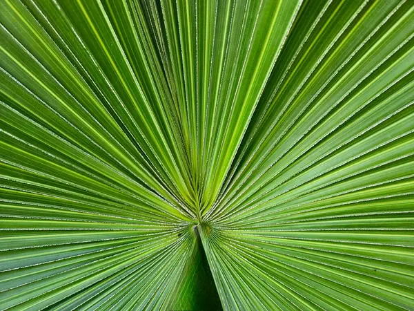 Florida 'da yeşil palmetto desenleri ve dokuları doğrusal alanlarda. 
