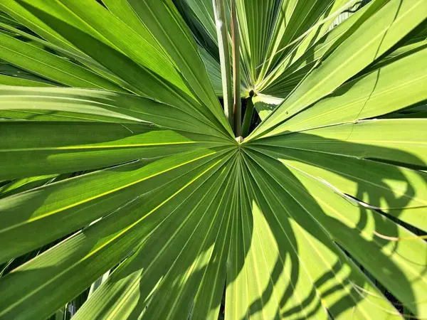 Palmetto yaprağında aydınlık ve karanlık desenlerle doğadaki soyutlamalar.