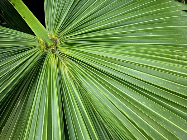 Palm Frond, Florida 'nın doğal yaşam alanı olan doğal arka planda duvar kağıdı ve doğal arka planda.. 