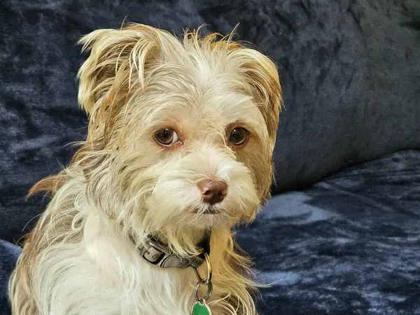 Şirin köpek yavrusu, evcil hayvan sahibine bakıyor. Kanepede otururken fotoğraf çekiyor.. 