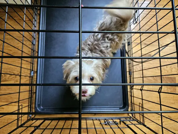 Küçük havlayan köpek uslu durmayı öğrenmek için tel sandığa konmuş.. 