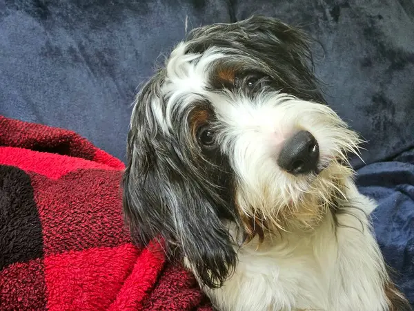 Şirin bernedoodle, sahibinin başını eğerek bir soru soruyor.. 