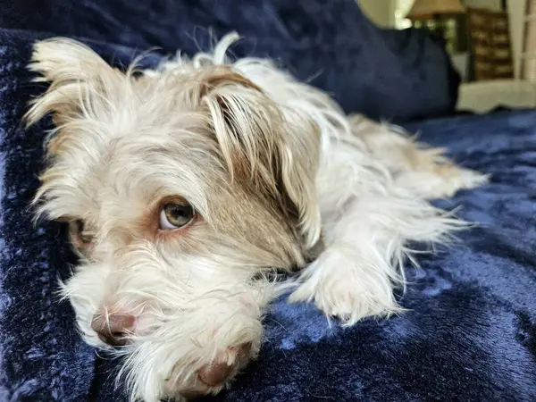 Kestirmek için mavi bir battaniyeye uzanmış uykulu yavru köpek..