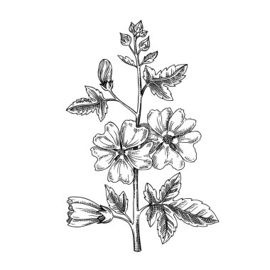 El çizimi mallow vektör çizimi