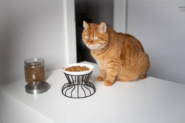 Evcil kızıl kedi kuru yiyeceklerle kasenin yanında oturuyor.