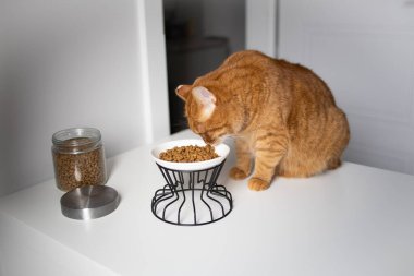 Evcil kızıl kedi kaseden kuru yiyecekler yiyor.
