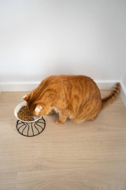 Zencefilli kedi kaseden yiyor.