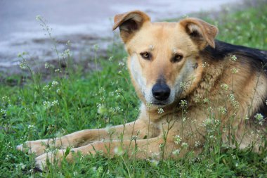 Sokak köpeği çimlerin üzerinde oturuyor ve kameraya bakıyor.