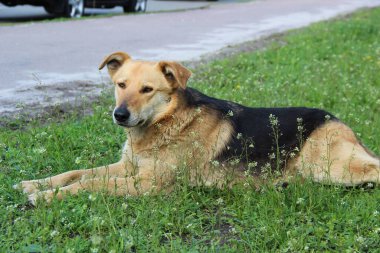 Başıboş evsiz köpek çimenlerde oturuyor.