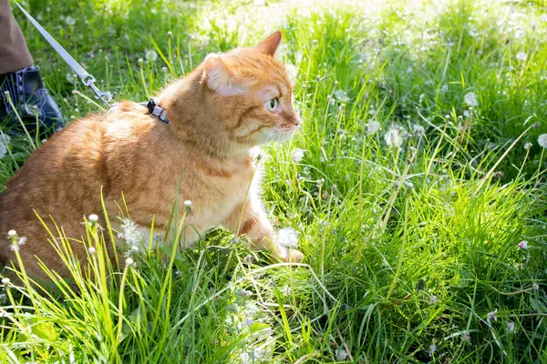 Evcil, sevimli, yeşil çimenlerde yürüyen kızıl kedi.